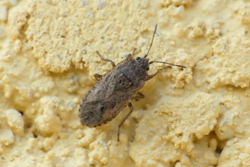 Emblethis denticollis